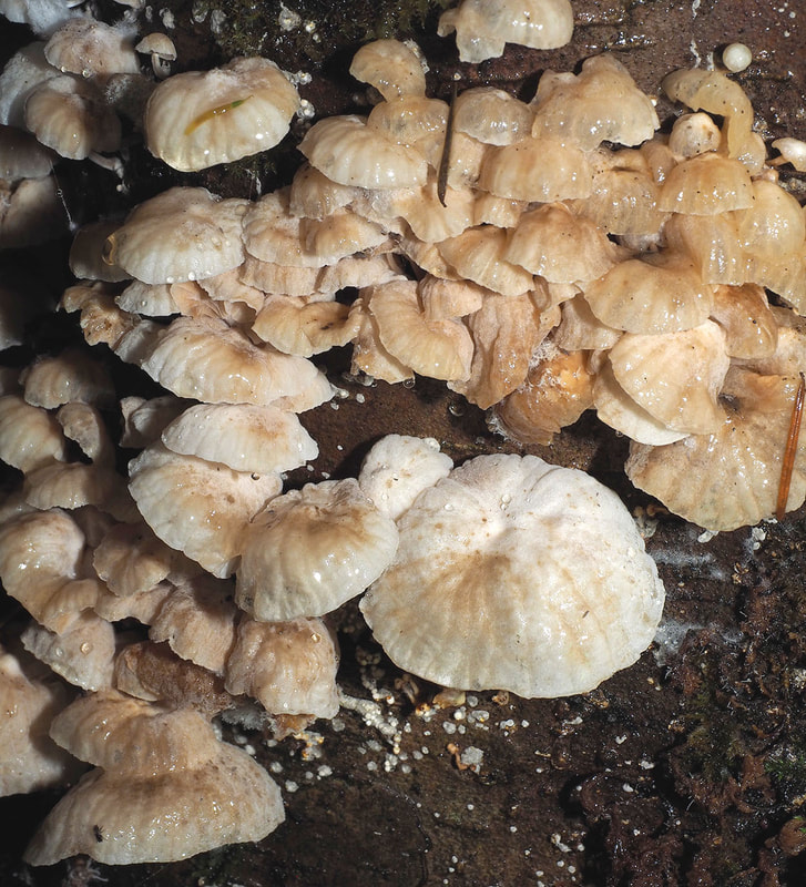 Panellus longinquus