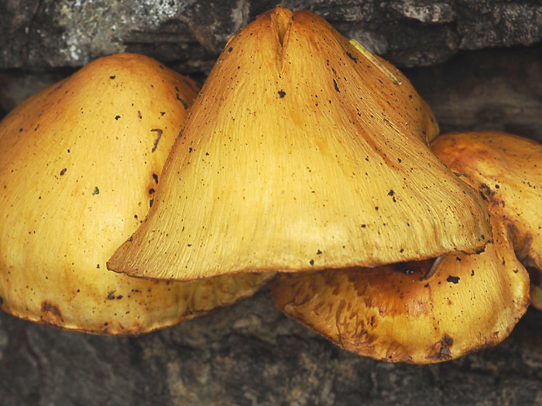 Pholiota aurivella (Golden scaly-cap)