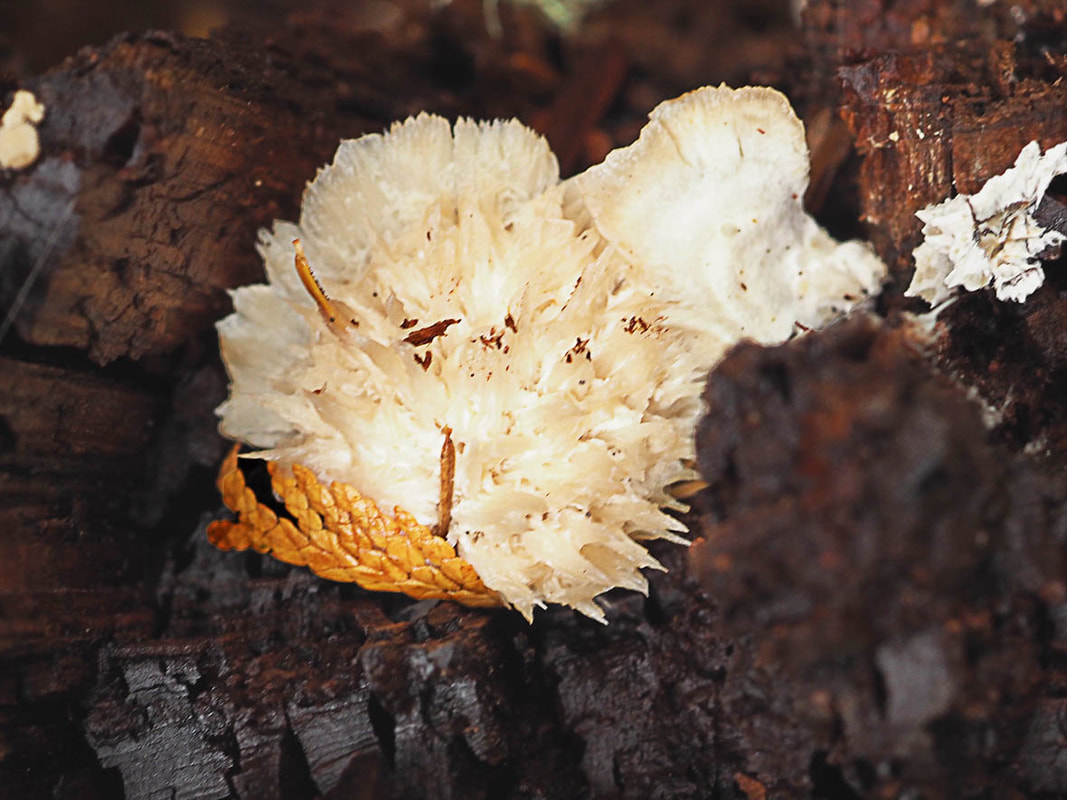 Postia ptychogaster (Powderpuff bracket)