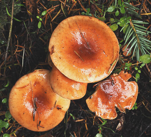 Hygrophoropsis aurantiaca
