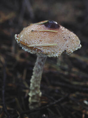 Lepiota clypeolaria (Shield dapperling)