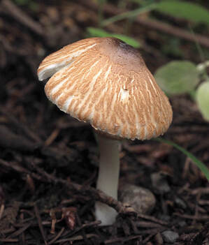 Leucoagaricus rubrotinctus (Red-eyed parasol) 