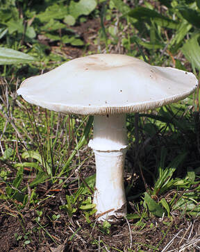 Leucoagaricus leucothites (White dapperling)