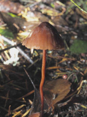 Marasmius plicatulus (Velvet cap marasmius)