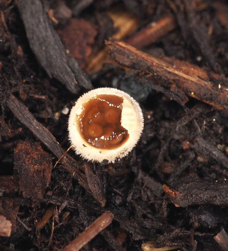 Nidularia farcta