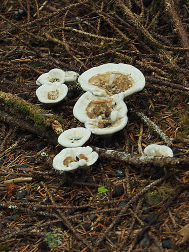 Onnia tomentosa (Woolly velvet polypore) 
