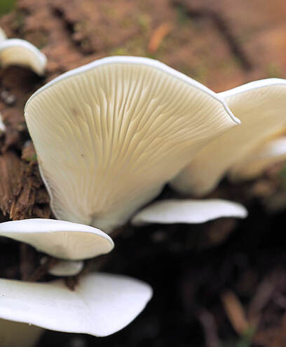 Pleurocybella porrigens (Angel-wing)