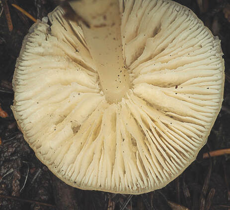 Rhodocollybia butyracea f. asema (Butter-cap)