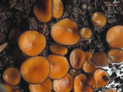 Scutellinia scutellata (Eyelash cup)