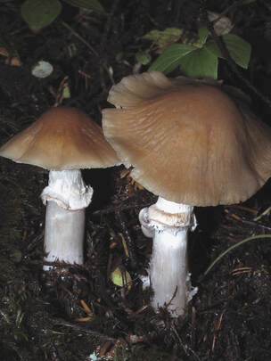Stropharia albivelata