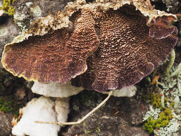Trichaptum abietum (Purplepore bracket)