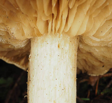 Tricholoma inamoenum (Ill-scented Tricholoma) 