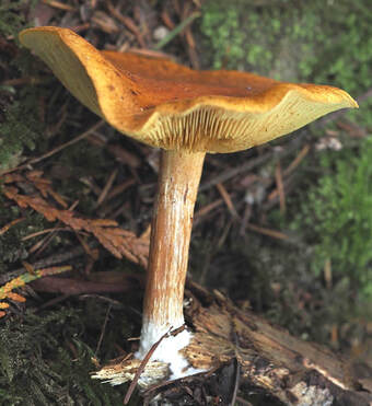 Tricholomopsis flavissima