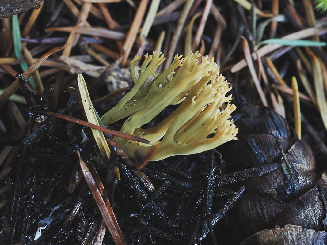 Ramaria abietina (Green staining coral)