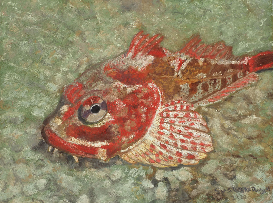 Red Irish Lord (Hemilepidotus hemilepidotus)
