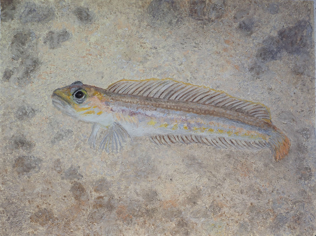 Northern Ronquil (Ronquilus jordani)