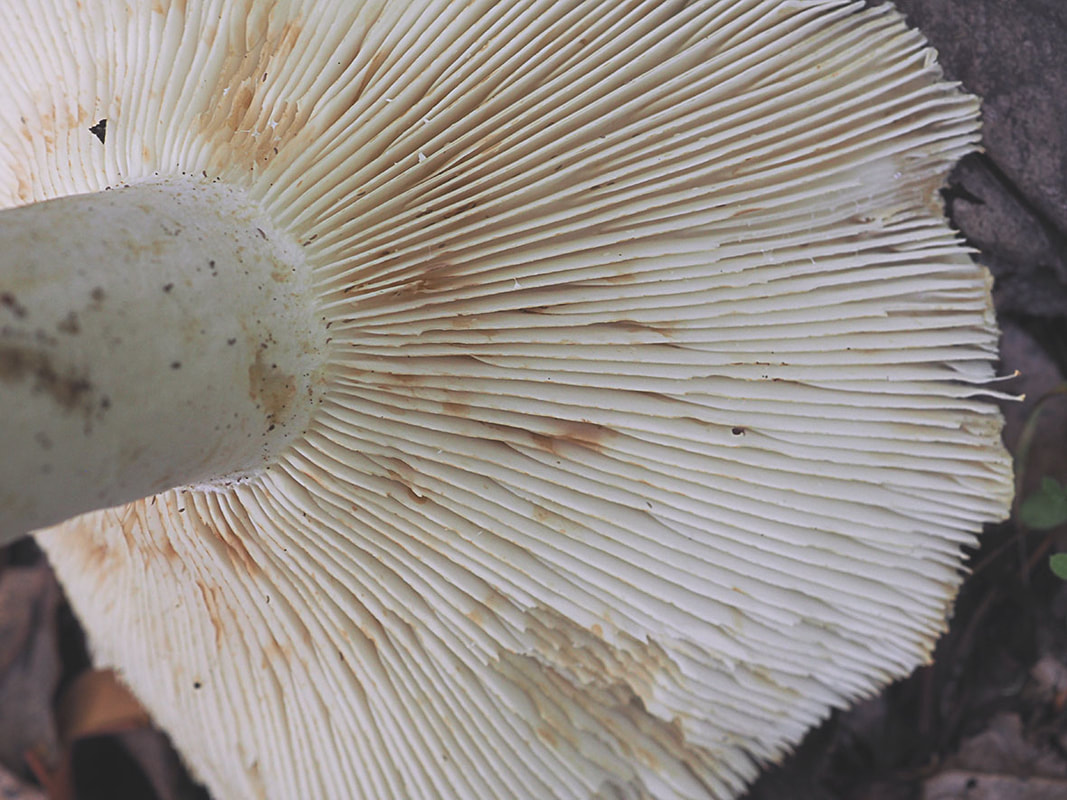 Russula cascadensis (Cascade russula)