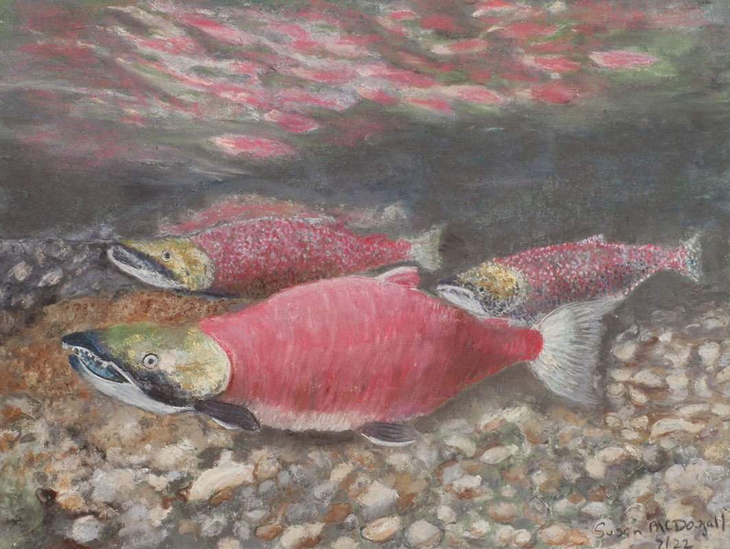 Sockeye Salmon (Oncorhynchus nerka)Picture